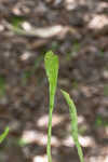 Carolina grasswort